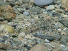 Rhinogobius gigas