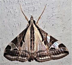 Agrioglypta excelsalis