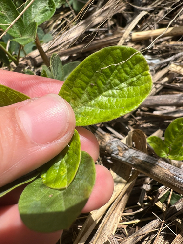 Desmodium incanum observed 2025-04-19