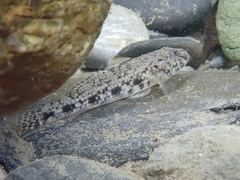 Glossogobius olivaceus