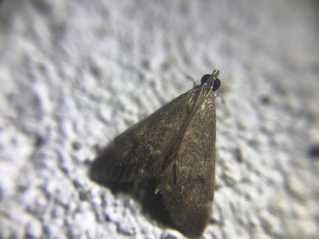 Alatuncusia canalis