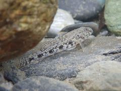 Glossogobius olivaceus