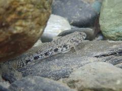 Glossogobius olivaceus