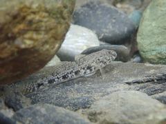 Glossogobius olivaceus
