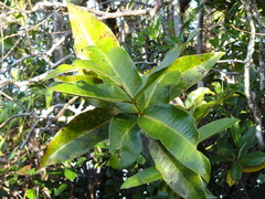 Hancea integrifolia