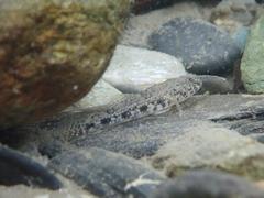 Glossogobius olivaceus