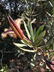 Nerium oleander