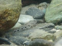 Glossogobius olivaceus