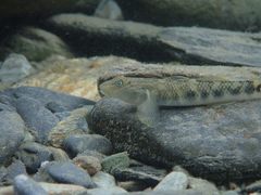 Rhinogobius gigas