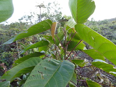 Hancea integrifolia