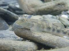 Rhinogobius gigas
