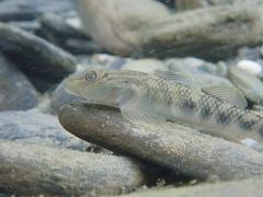 Rhinogobius gigas