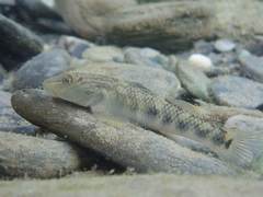 Rhinogobius gigas
