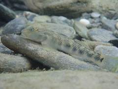 Rhinogobius gigas
