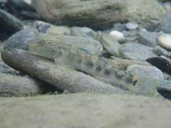 Rhinogobius gigas