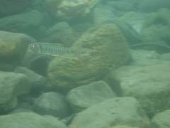 Opsariichthys pachycephalus