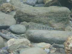 Rhinogobius gigas