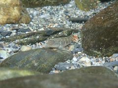 Rhinogobius gigas