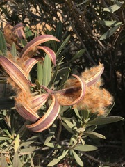 Nerium oleander