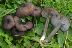 Entoloma corvinum