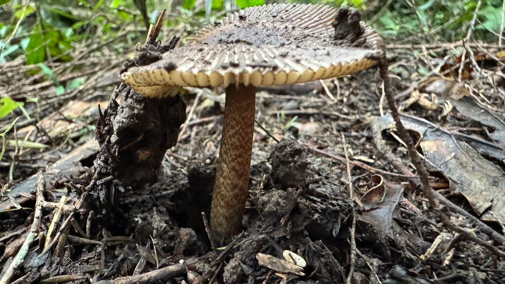 Amanita pekeoides · April 2025 · photo: © frankashwood (iNaturalist, cc-by)