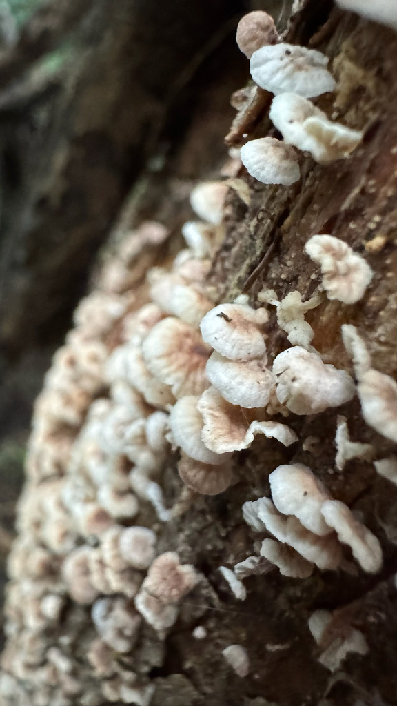Gymnopus imbricatus · April 2025 · photo: © frankashwood (iNaturalist, cc-by)