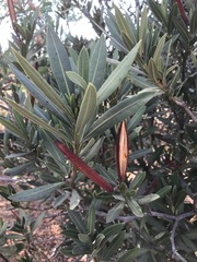 Nerium oleander