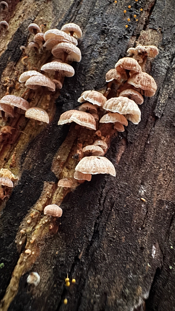 Gymnopus imbricatus · April 2025 · photo: © frankashwood (iNaturalist, cc-by)