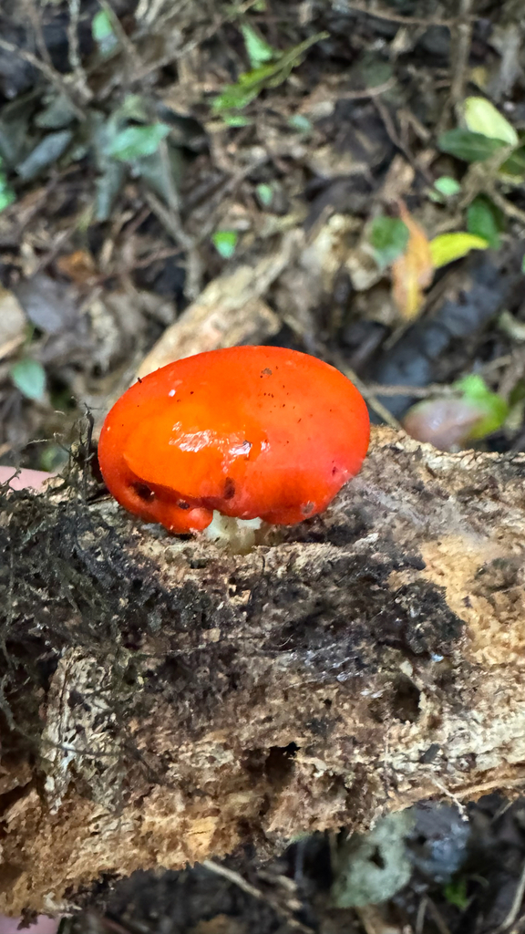 Leratiomyces erythrocephalus · April 2025 · photo: © frankashwood (iNaturalist, cc-by)