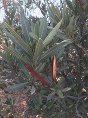 Nerium oleander