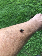 Dicercini