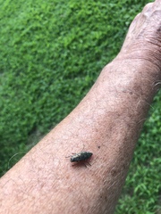 Dicercini
