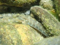 Rhinogobius formosanus