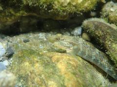 Rhinogobius formosanus