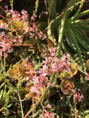 Crassula multicava multicava