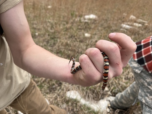 Western Milksnake