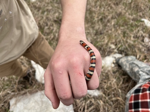 Western Milksnake
