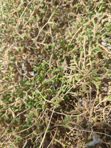 Selaginella sinensis