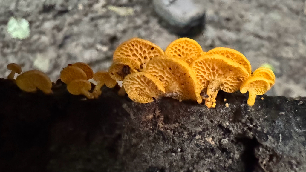 Favolaschia claudopus · April 2025 · photo: © frankashwood (iNaturalist, cc-by)