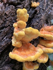 Laetiporus sulphureus