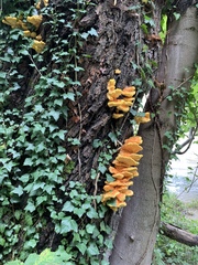 Laetiporus sulphureus