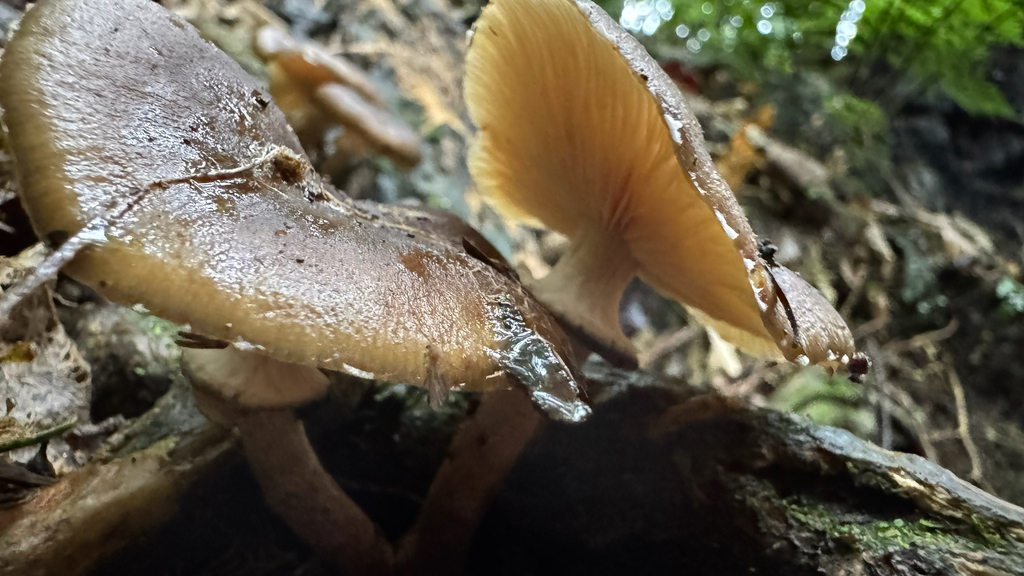 Armillaria novae-zelandiae · April 2025 · photo: © frankashwood (iNaturalist, cc-by)