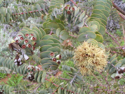 Eucalyptus kruseana, photograph 4