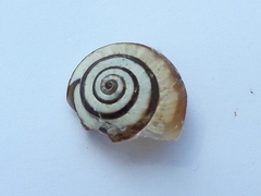 Helicella itala