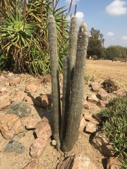 Cleistocactus strausii