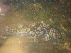Aplodactylus arctidens