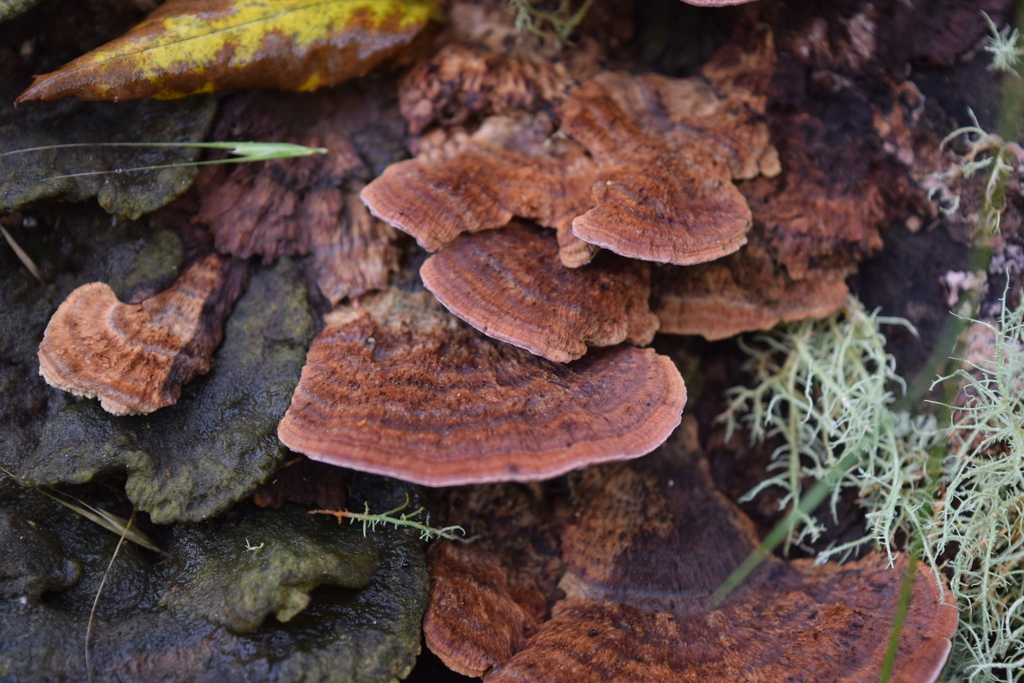 Fomitopsis lilacinogilva · April 2025 · photo: © davidwhyte (iNaturalist, cc-by-sa)