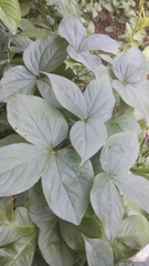 Dioscorea hispida