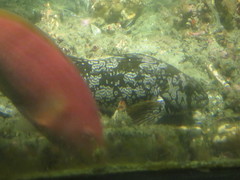 Aplodactylus arctidens