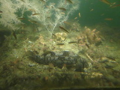 Aplodactylus arctidens
